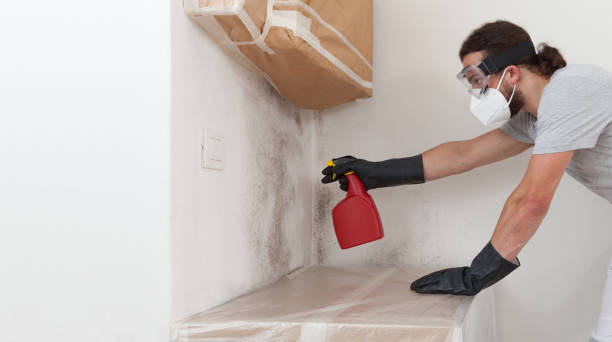 Professional Mold Removal technician working in Springfield, GA