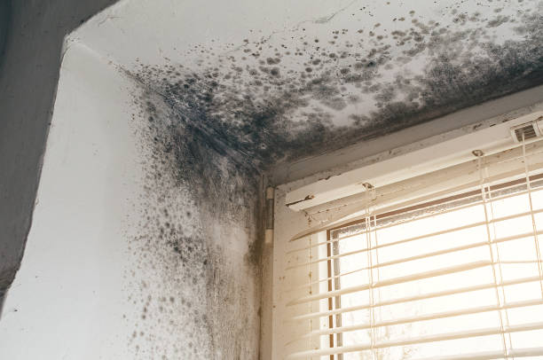 Affordable Mold Removal solutions in Springfield, GA
