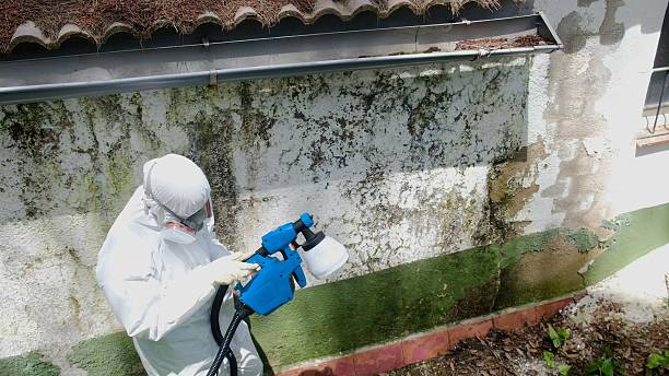 Top rated local Mold Removal specialists in Springfield, GA
